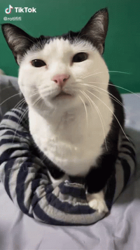 That one black and white cat making biscuits excitedly while yapping &hearts;